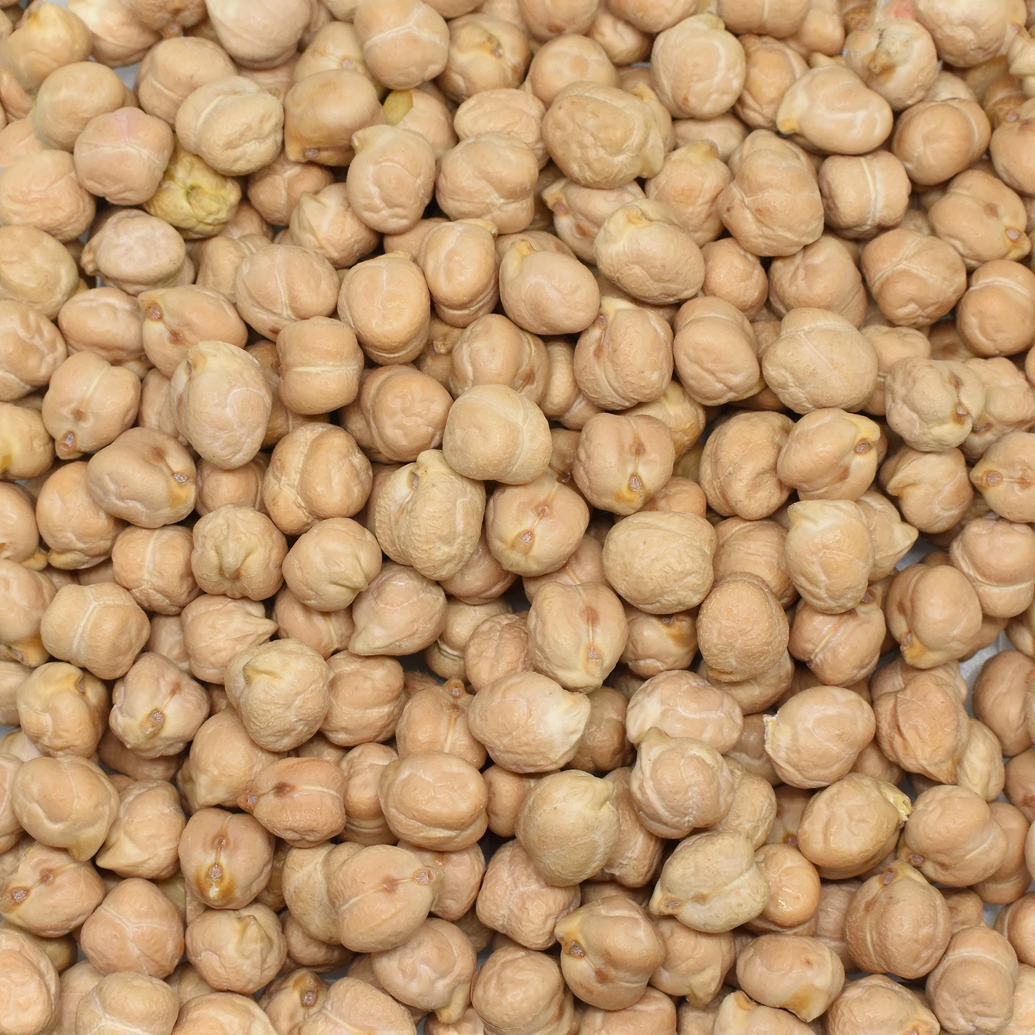 Chickpeas Top Quality CHICKPEAS Hot Selling nutritious carbohydrates common 12mm with Certificate Packing Organic Cheap Price