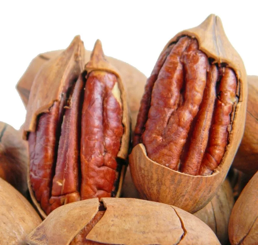 100% Natural First Quality Roasted Salted pecans nuts with shell pecan nuts raw