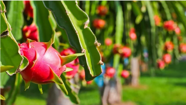 Производитель дракона фруктов-фрукты дракона высшего качества