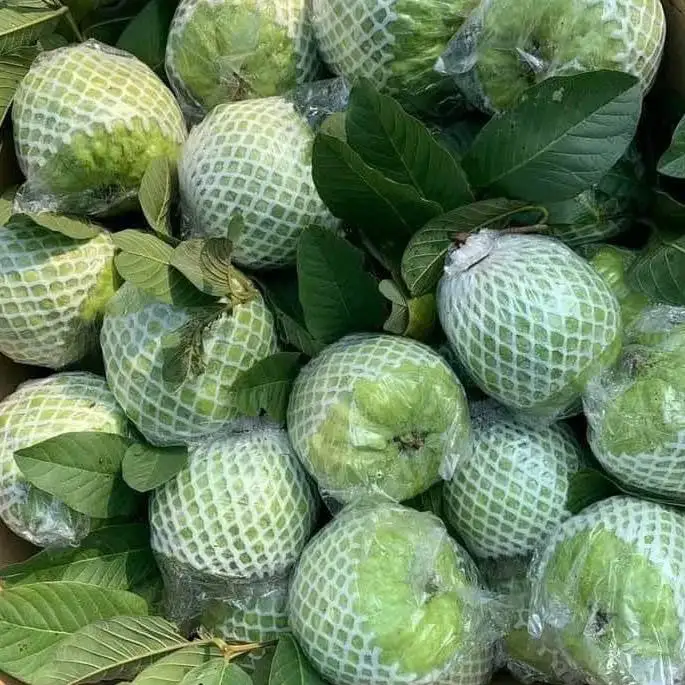 Fresh Guava Good Taste Fresh Fruit Origin Vietnam