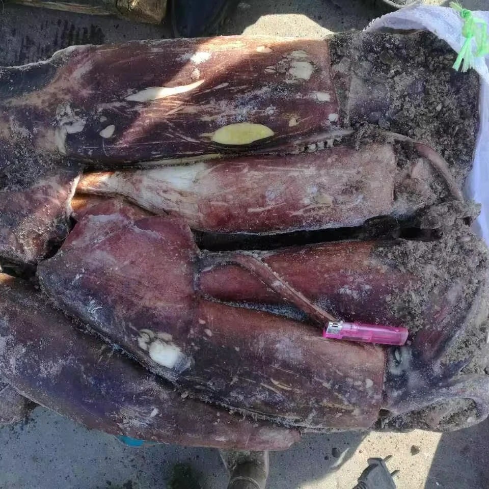 Attractive Price Calamari W/r Indian Squid Seafood black SQUID WHOLE ROUND CHINA SEAFOOD IMPORTER seafrozen squid