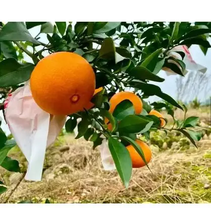 Chinese fresh navel orange cheap price, delicious and juicy cheap navel orange