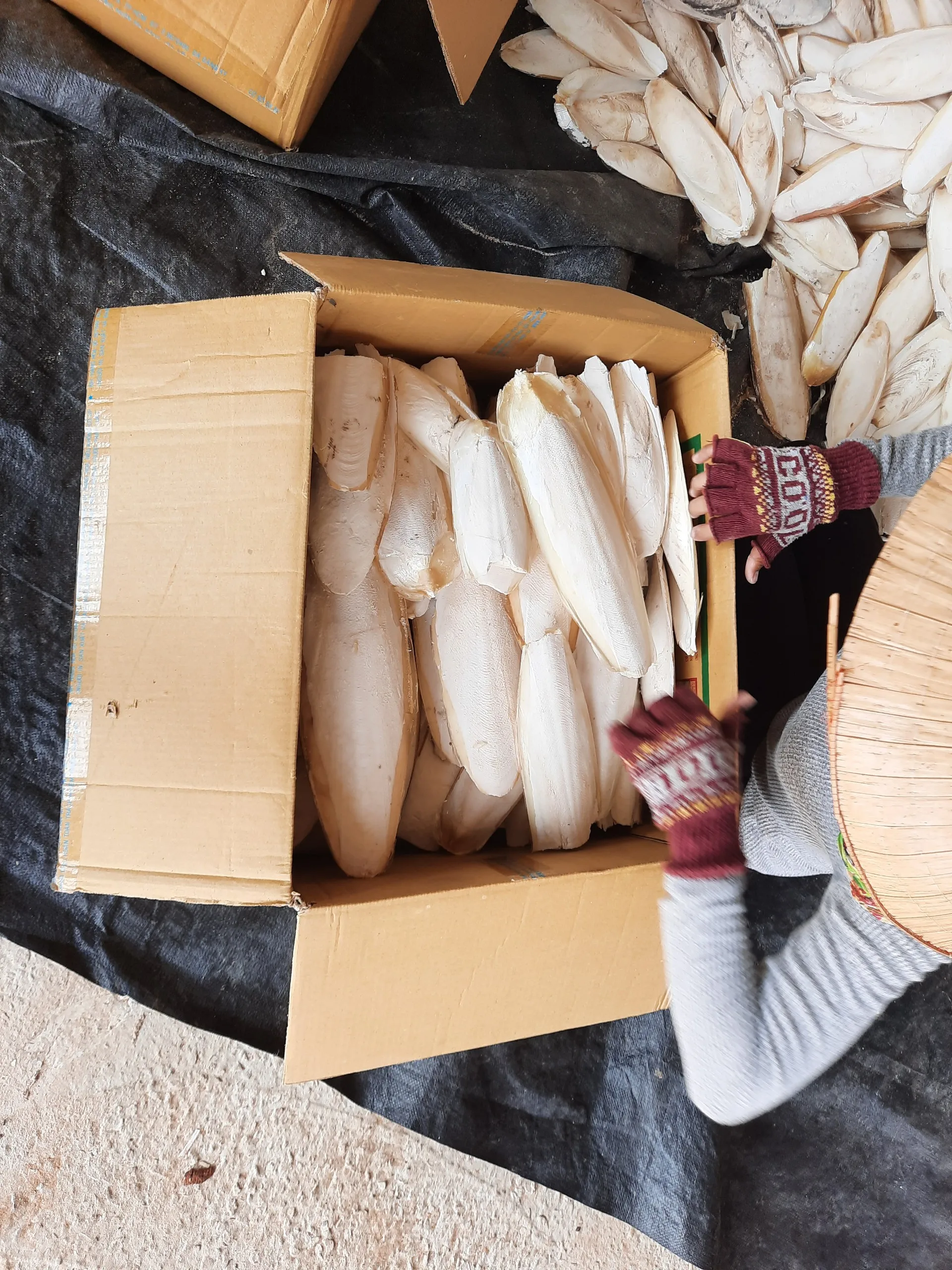 Natural 100% sun dried cuttle bone sale best grade squid cuttlefish bone cheap price Internal shell of cuttlefish