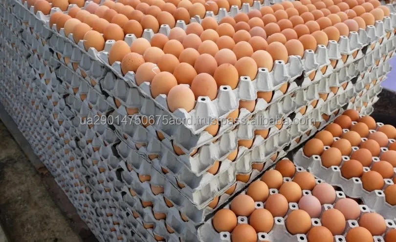 egg packing delivery.jpg