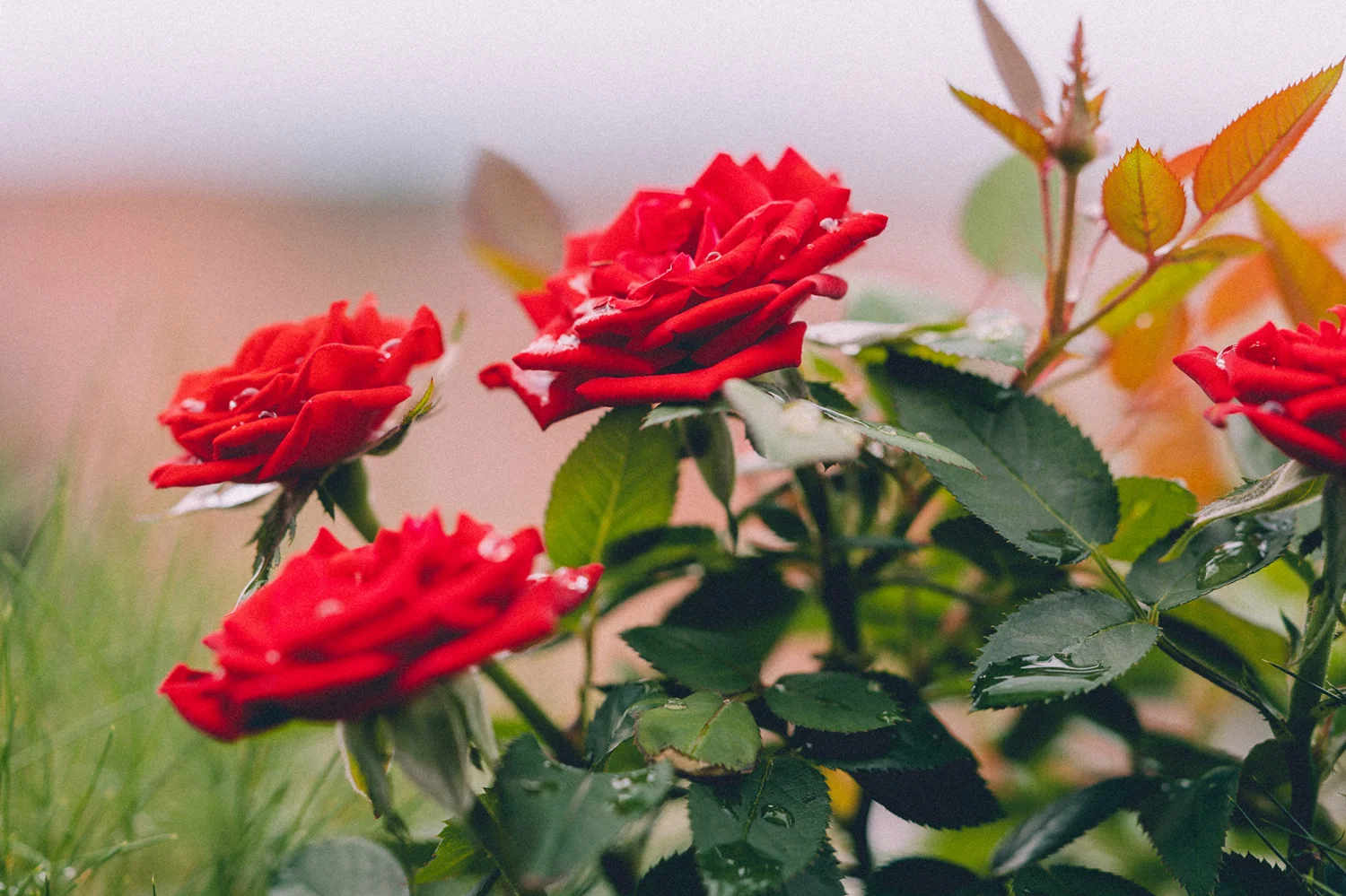 Hot Sell 2024 Red Rose with 100% Pure Natural Quality Customized Red Rose For Decoration Uses By Indian Exporters