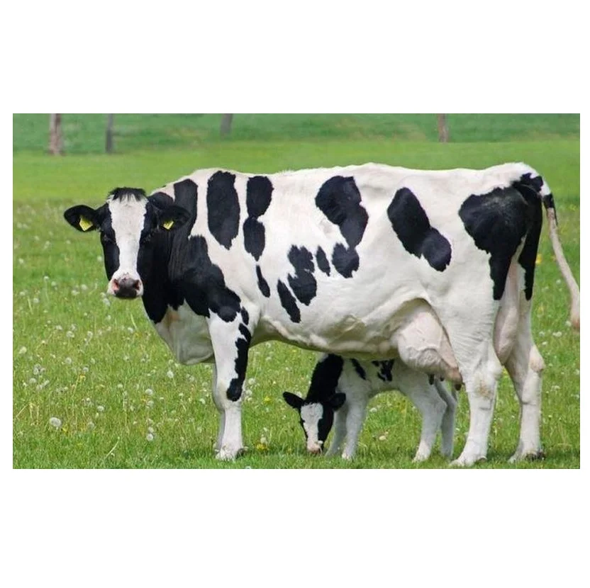 Brahman Calves Brahman Bulls | Pregnant Holstein Heifers cows | Holstein Friesian Dairy Cows