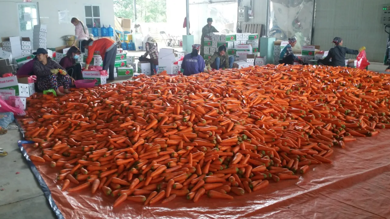 Professional Vietnam Carrot Supplier Rich Quality Bulk Selling Fresh Red Carrots at Wholesale Price/ Direct Carrot Supplier