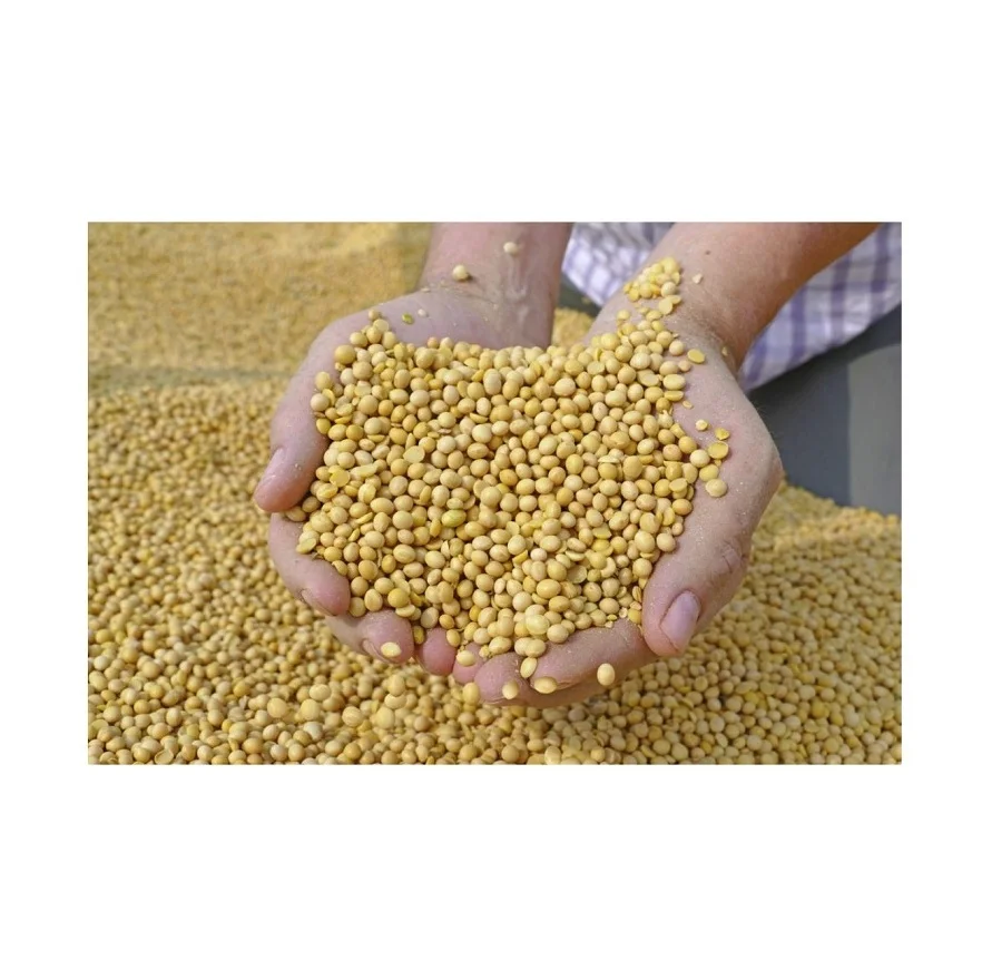 Wholesale Yellow Grade 1 Non-GMO Soya/Soja/Soybeans Organic Soybeans