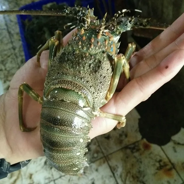 Fresh Frozen Lobsters, Raw Lobsters, Live Lobsters with Highest Export Quality