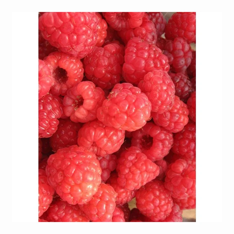 BRC Halal Haccp organic fresh IQF Frozen Red Raspberry Quality Raspberries