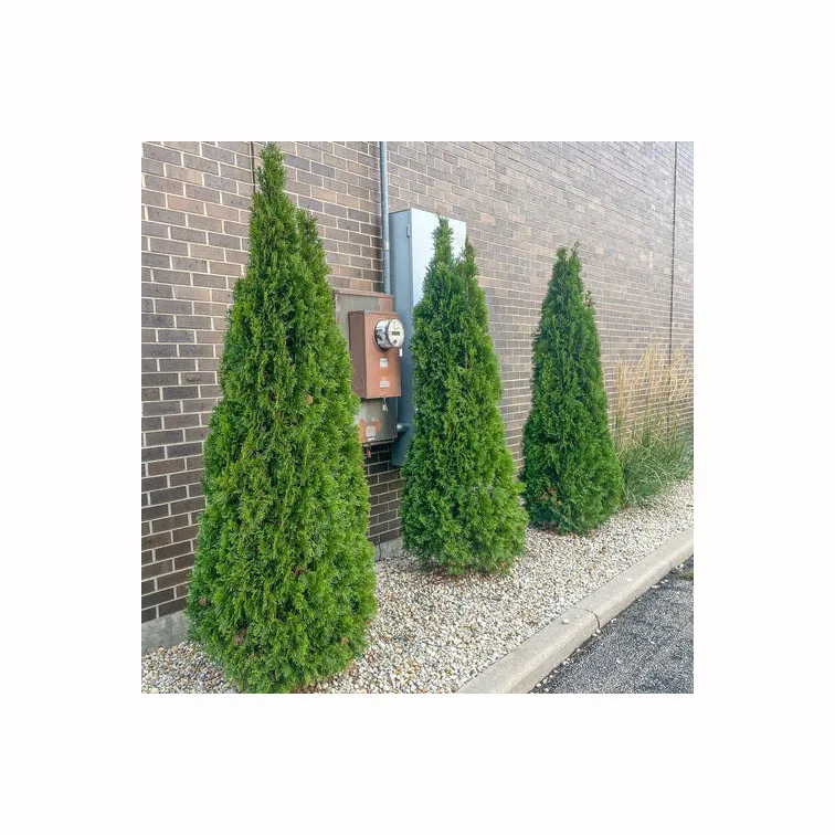 Дерево Arborvitaes 250 см экологичное имитационное дерево