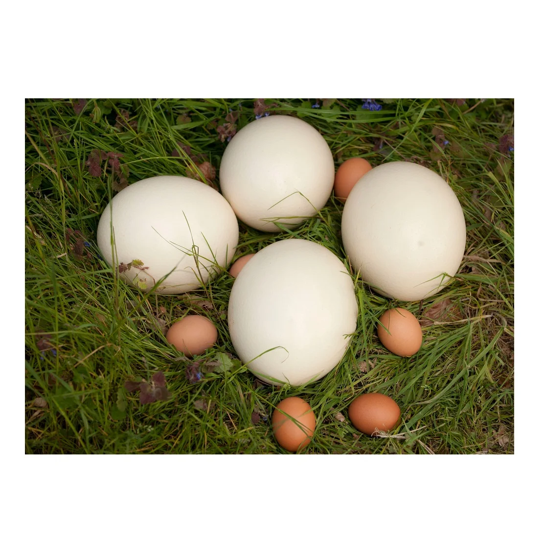 Ostrich Fertilized Eggs For Sale
