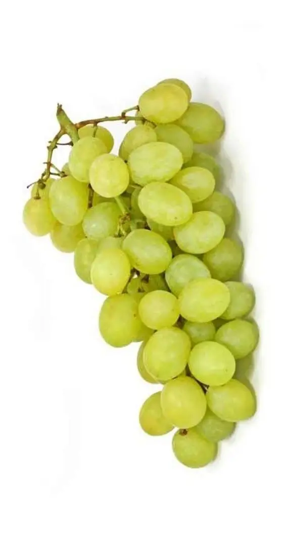 Premium Egyptian Early Sweet Grapes for Export - High-Quality and Delicious Grape Seedless Sweet Grapes for sale Natural Fresh