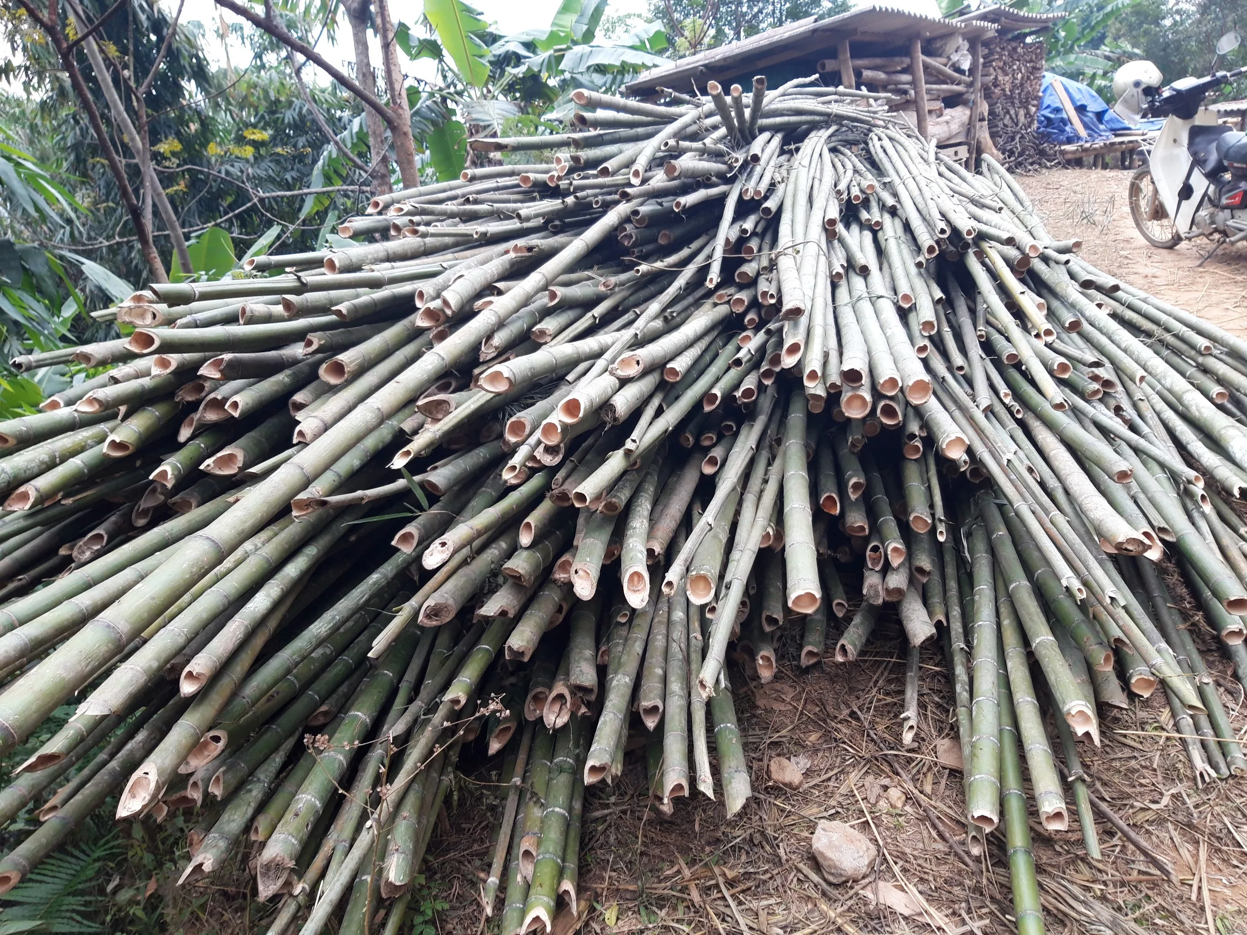 Premium Quality Bamboo Poles From Vietnam for Export - Bamboo Products Hot Selling 2024 With Cheap Price