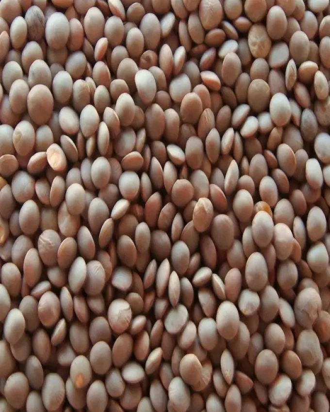 Hot Sale Lentils Beans with Low Price of sabut masoor Lentils supplier from pakistan