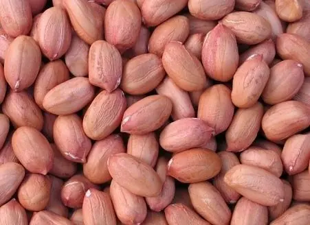 Wholesale Peanut Nuts Raw Organic Shelled Ground Peanuts Jumbo Exporters Worldwide