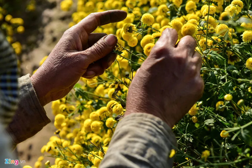 99GD Factory Organic Tea Wholesale Dried Flower Tea Dried Daisy Chamomile Pea Flower yellow flower Butterfly Tea