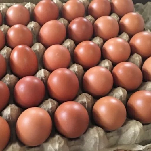 Large Size Chicken Fresh Eggs /Fresh Brownish Chicken Table eggs