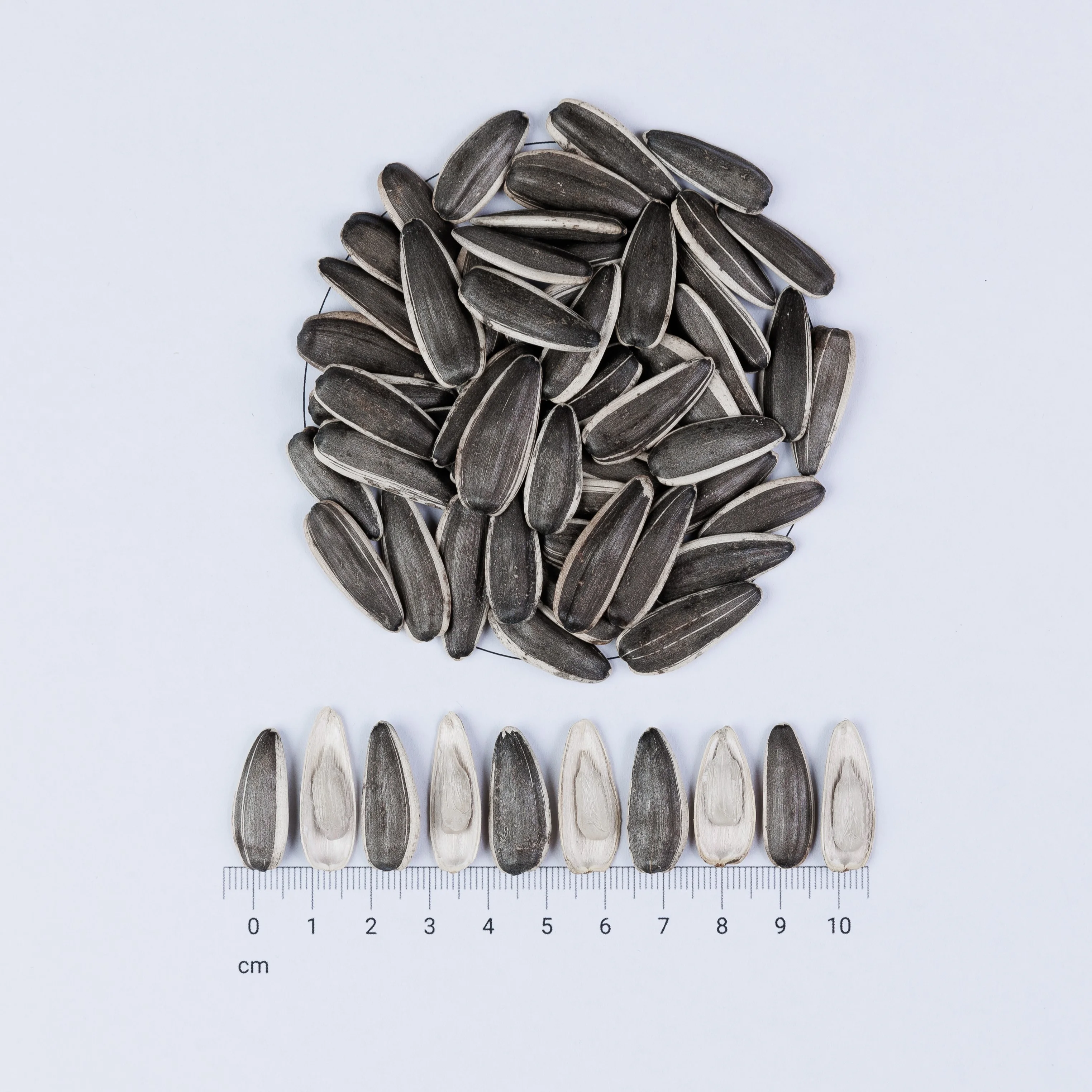 T6 NEW CROP Top Sale Big Size Long Shape Sunflower Seeds Nuts & Kernels Wholesale Snacks Bulgarian Origin BRC Quality Prompt De