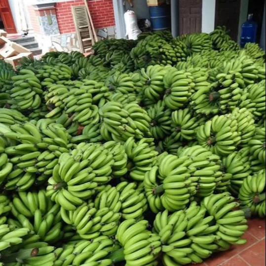 Wholesale Fresh Cavendish Banana With High Quality from Vietnam