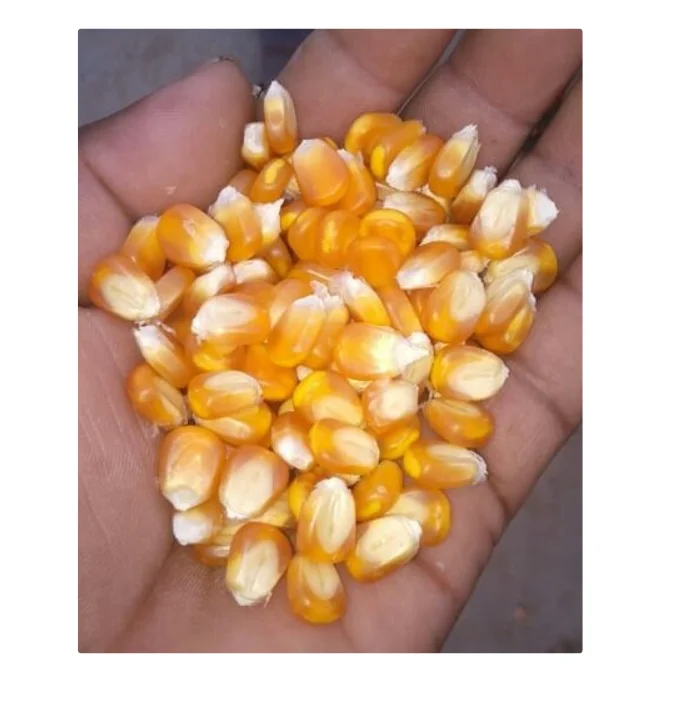 Dried Yellow Corn For Animal Feed