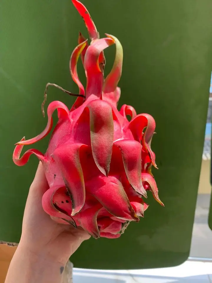 Fresh Dragon Fruit Red and White Dragon From FARM Origin Vietnam Best Price For Export  Top Supplier Fresh Fruits And Vegetables