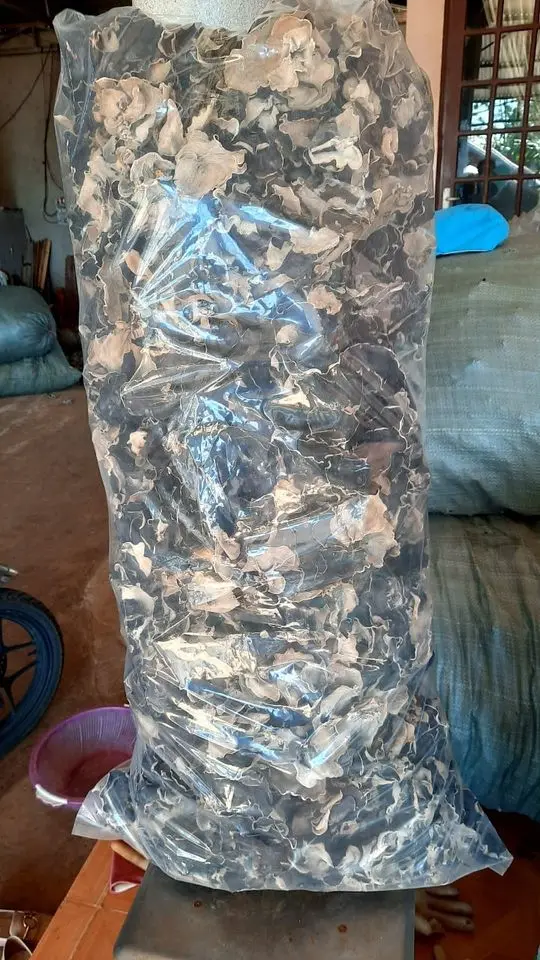 Wholesale Fungus Fungus Vietnam Manufacturer Direct Sale Cultivated Whole Part Natural Dried Black Type  Ms. Lily +84 906 927 73