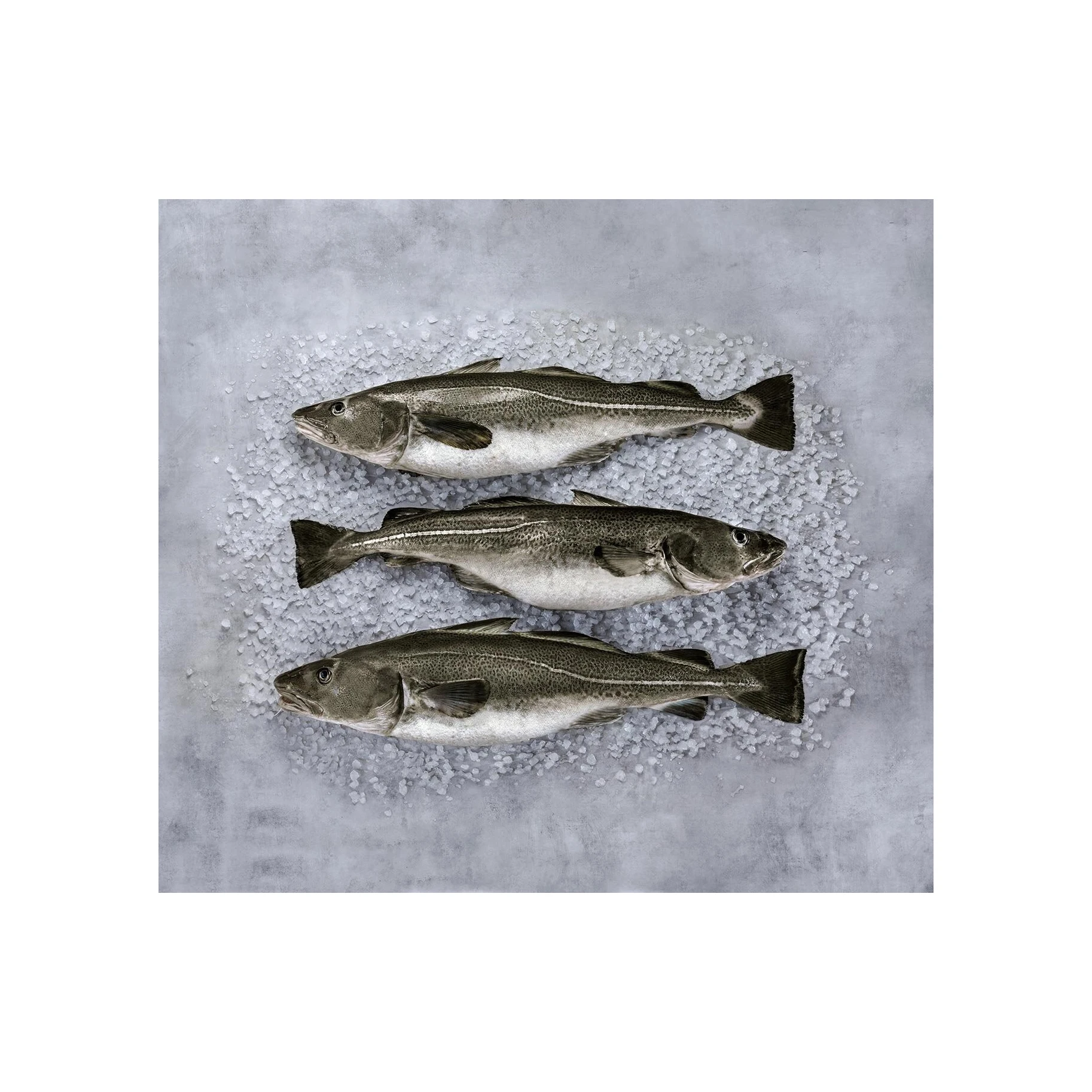 Best Quality Sliced Fresh Cod Skrei Fish With ISO Certification