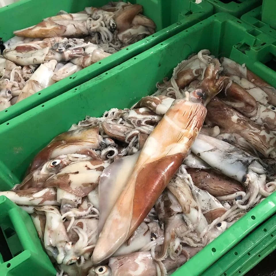 Замороженный круглый кальмар Loligo для продажи