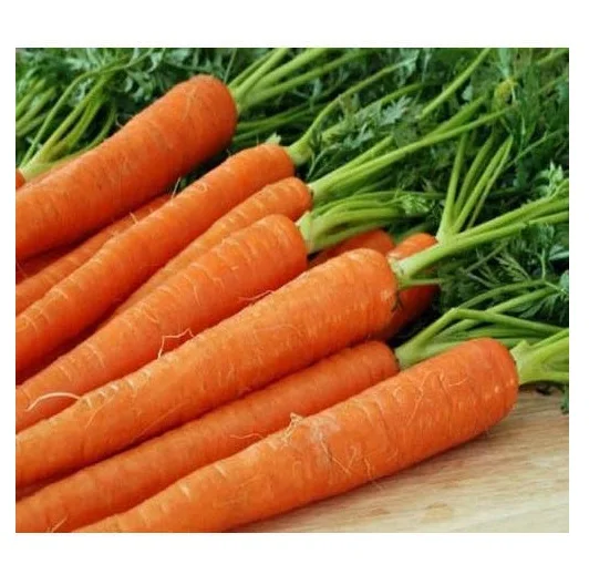 Best Quality Hot Sale Price Fresh Vegetables Carrots