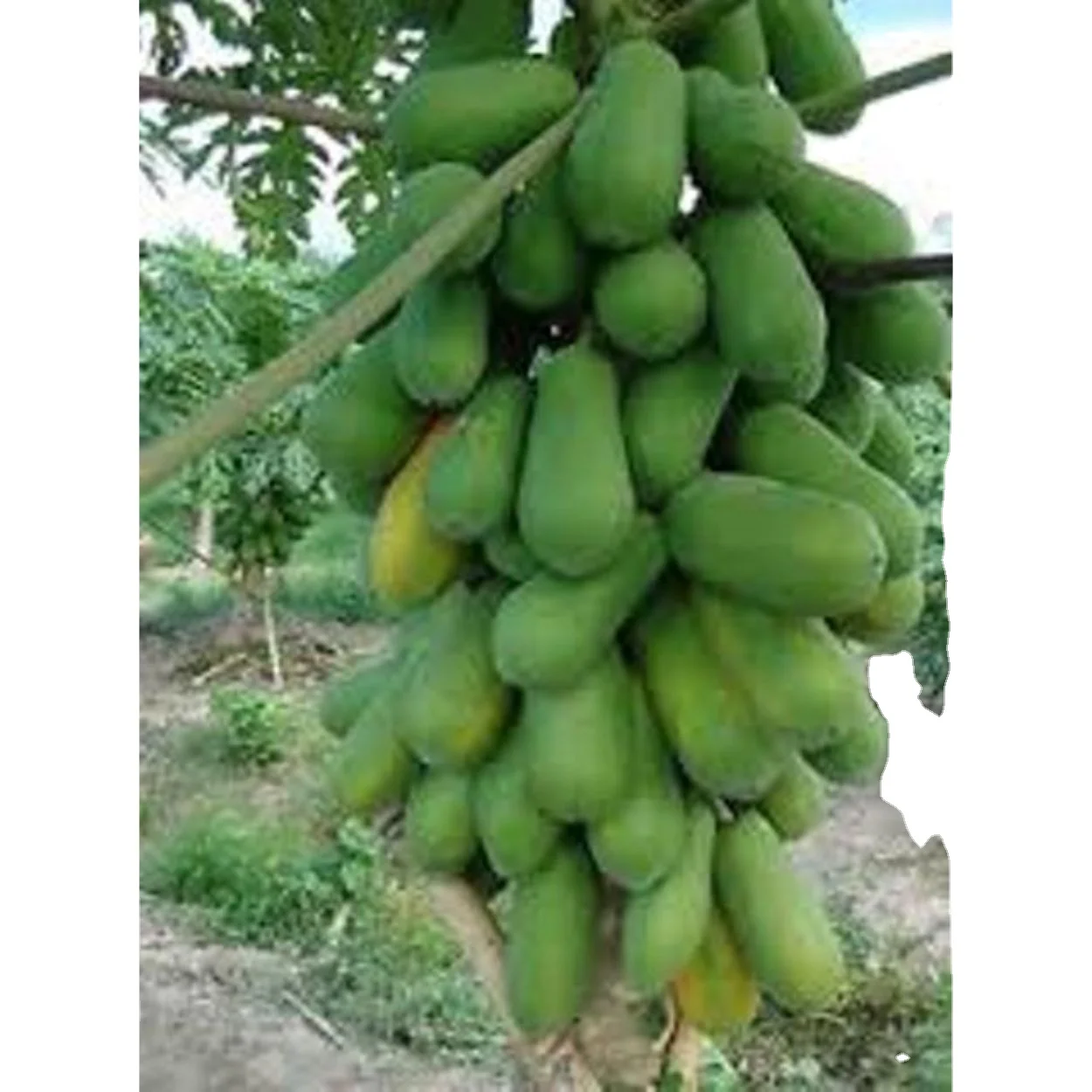 Свежий проращенный папайя из папайи для выращивания