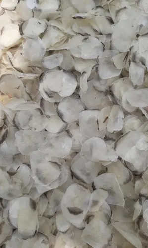 Dried Tilapia Scale / Agriculture Waste / Fish Scale