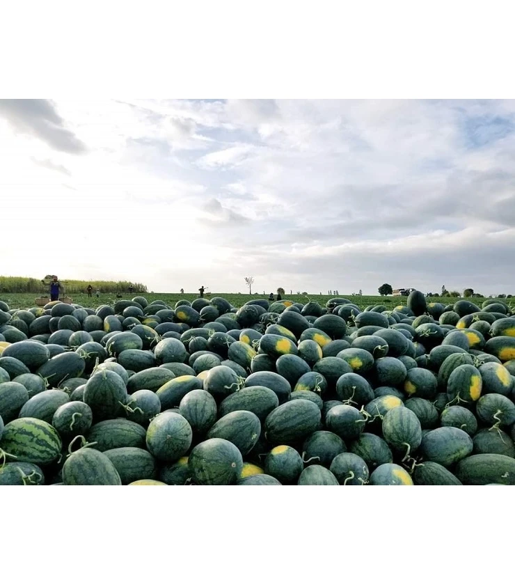 Top Grade Popular Tropical Fresh Fruit Crimson Sweet Watermelon Organic Vietnam High Quality Export Standard