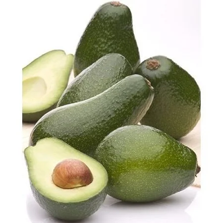 Wholesale 100% Fresh Avocado / Hass Avocado/Fuerte Avocado Fruit For Sale