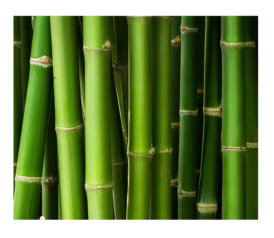 Natural Bamboo Splits Products Quality Bamboo Export In Bulk With Competitive In The Market