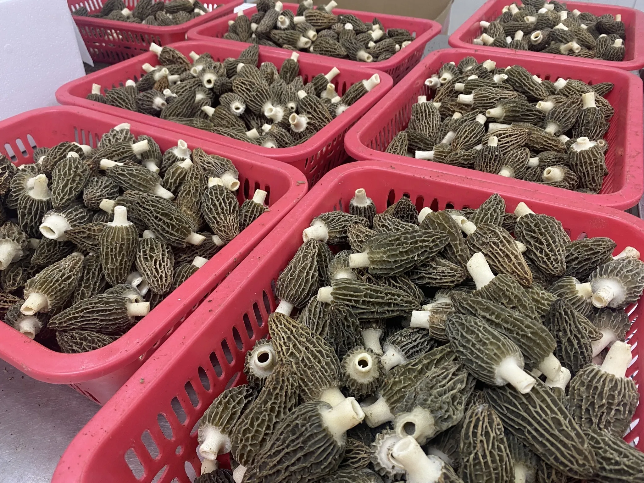 Gucchi Mushroom for export  Dried Wild Morels  Mushroom Black Morel Mushroom  competitive price