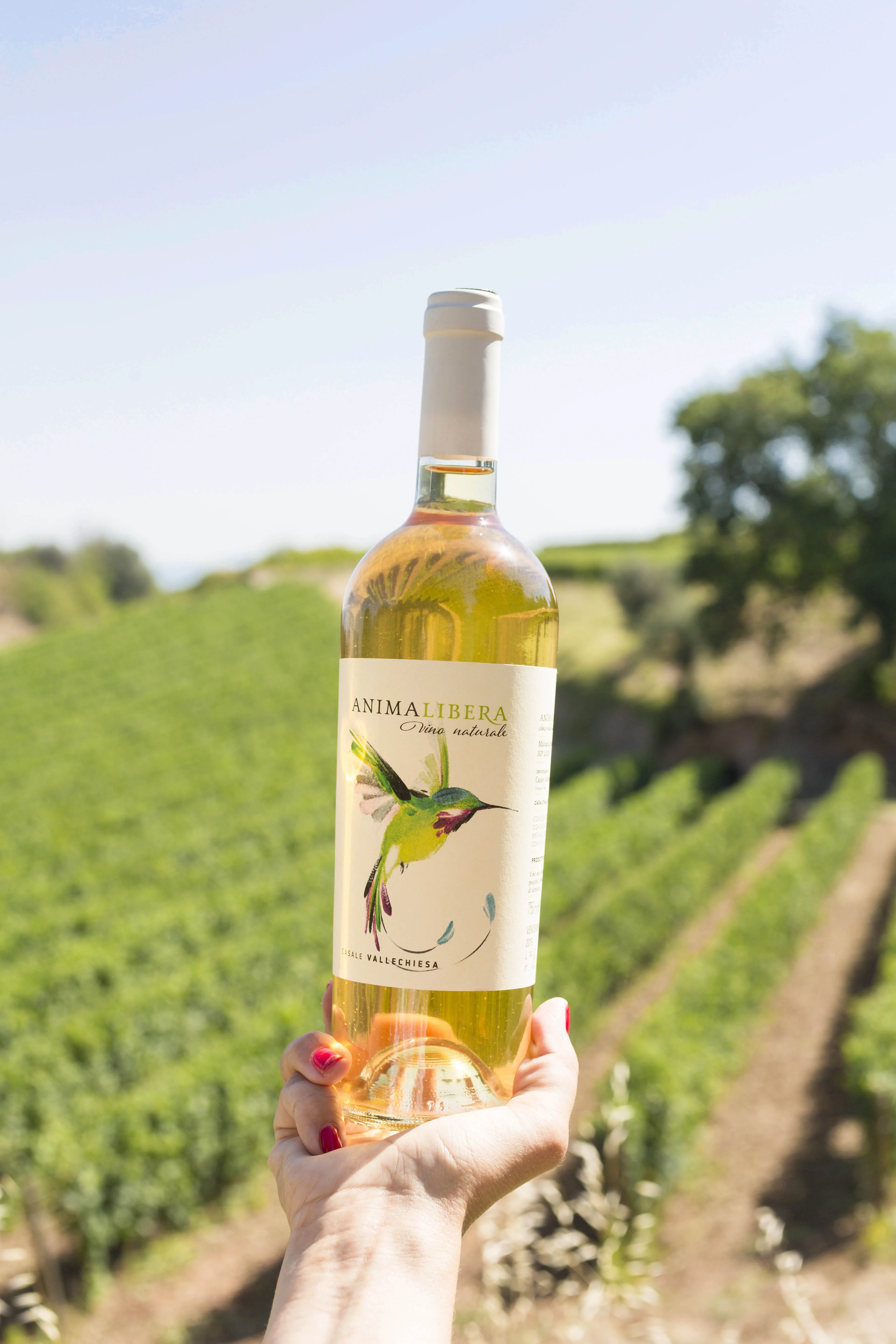 Italian White Wine ANIMA LIBERA Malvasia Puntinata I.G.P. Lazio Artisanal Wine Ready to Export