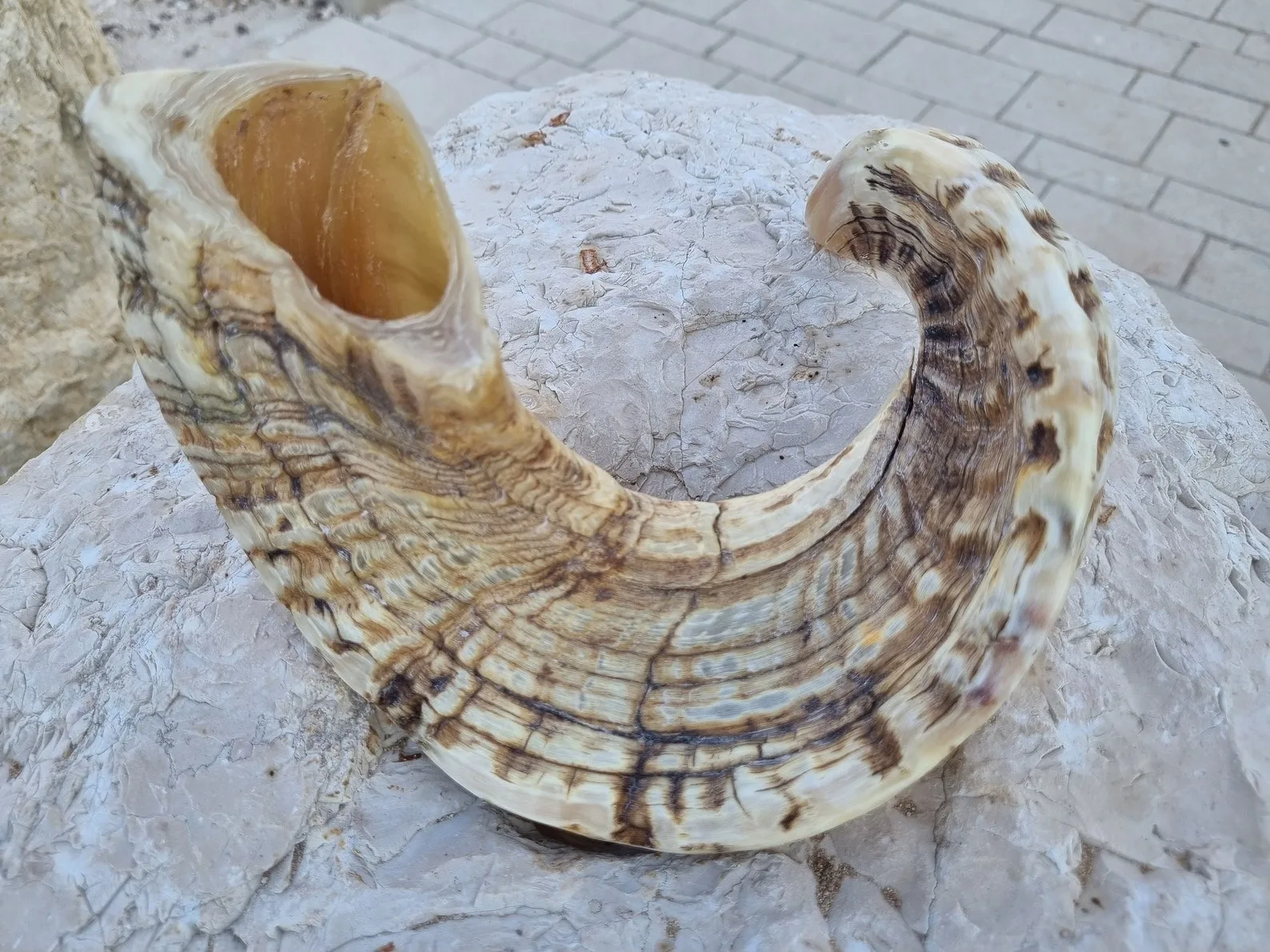 Natural Ram & Lamb Horn Dog Chew & Treats Good for Dog Chew at Very Cheap Price by OCEAN EXPORT