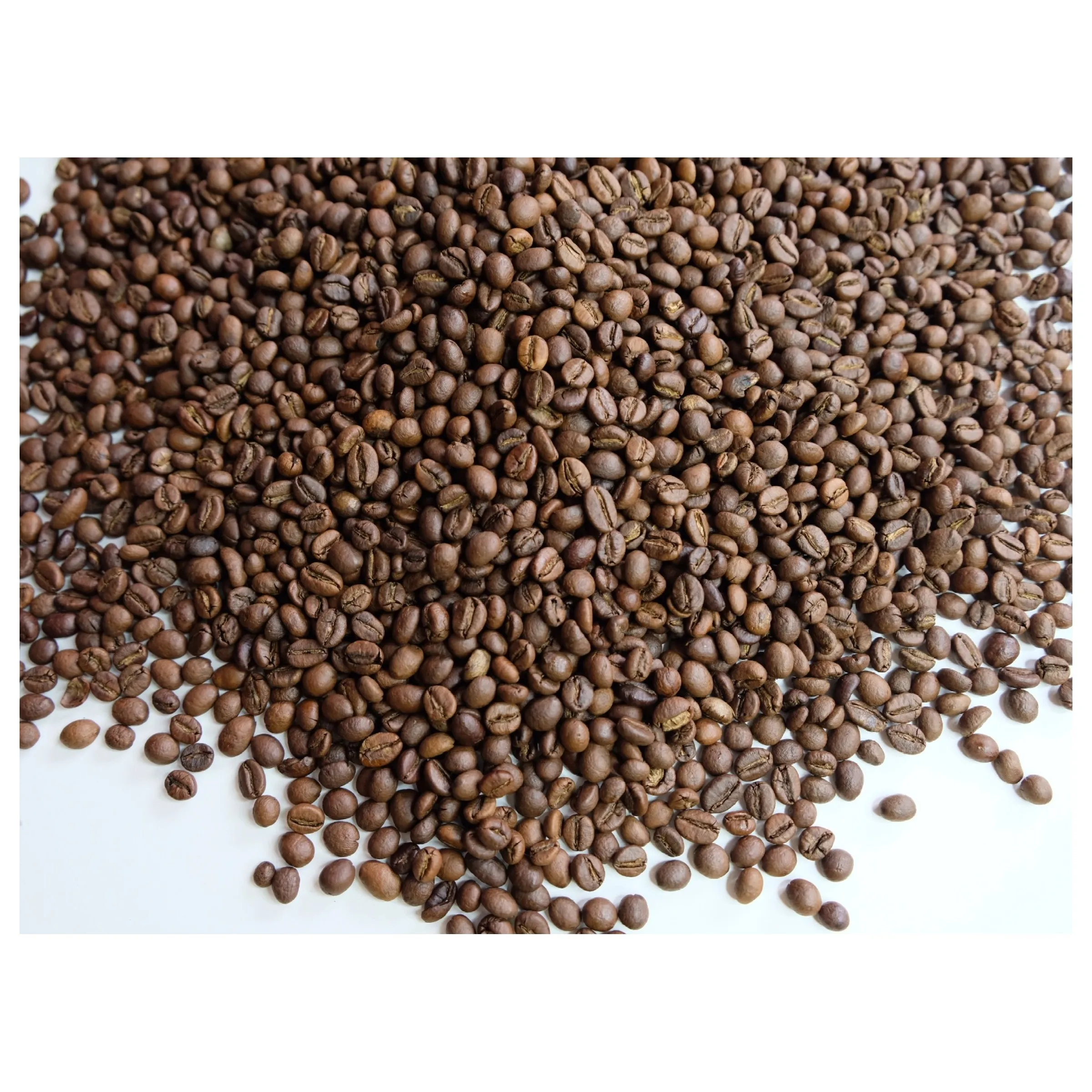 Factory Price Products Robusta S14 Roasted Carpentry Coffee Beans  Roasted   High Quality Roasted Beans