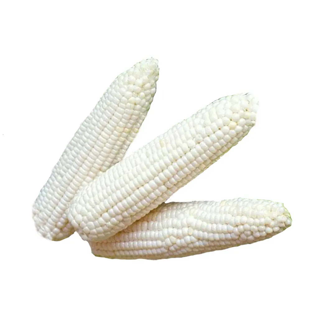 White Corn4.jpg
