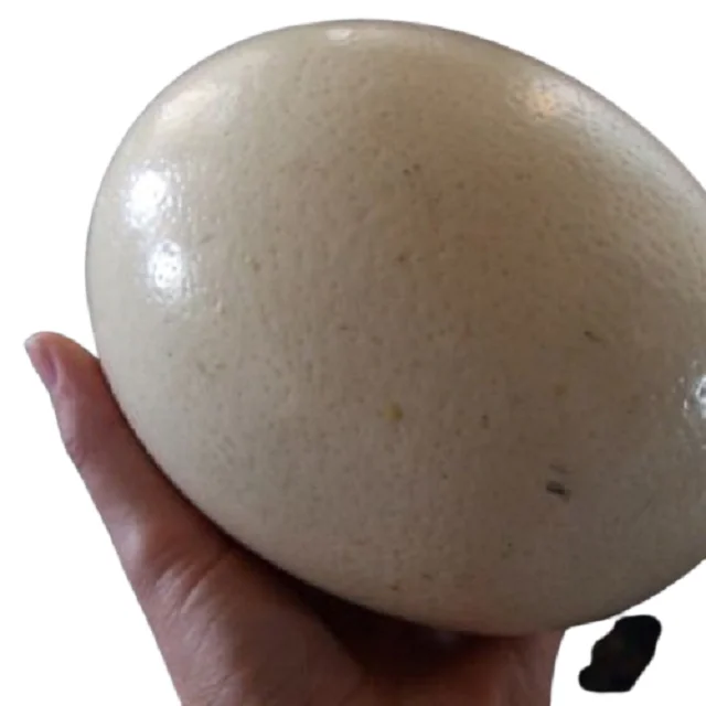 Супер качество свежие Страусиные инкубационные яйца для продажи