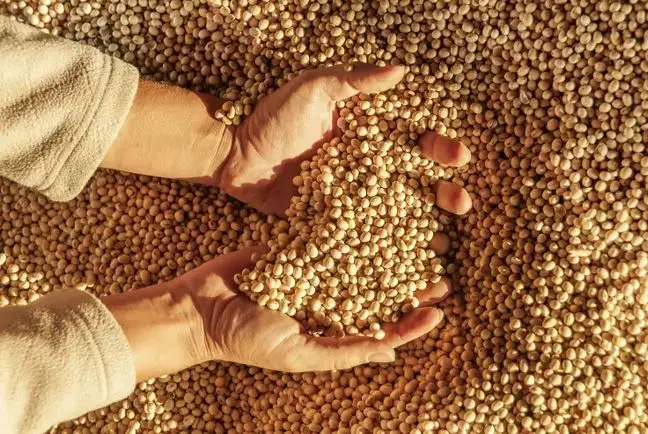 Best Quality Natural and Non- GMO Yellow Soybean Seeds / Soybean / Soya beans High Quality  Brazilian Origin Soybeans