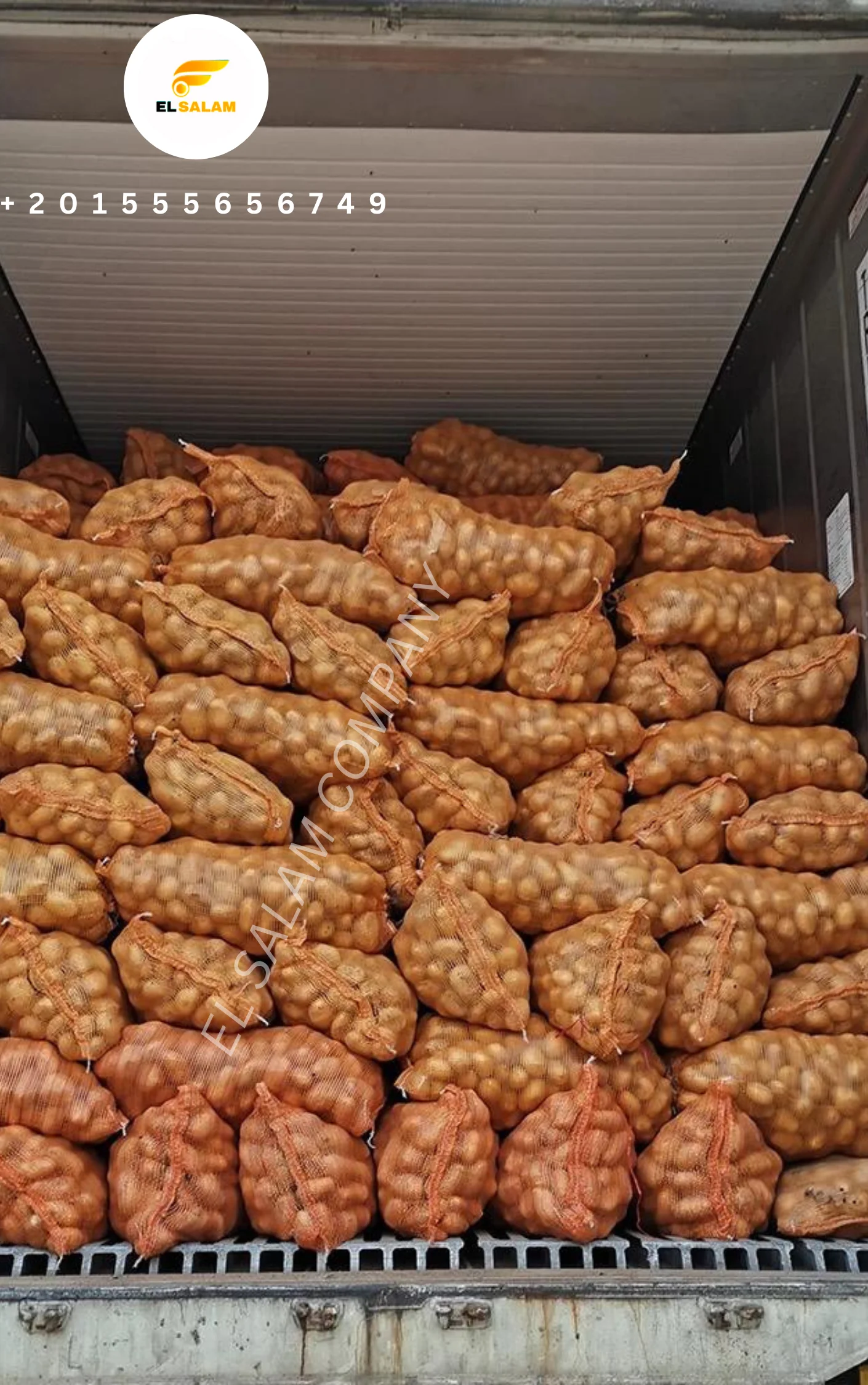 Новый свежий картофель высокого качества из Египта по низкой цене для оптовой продажи