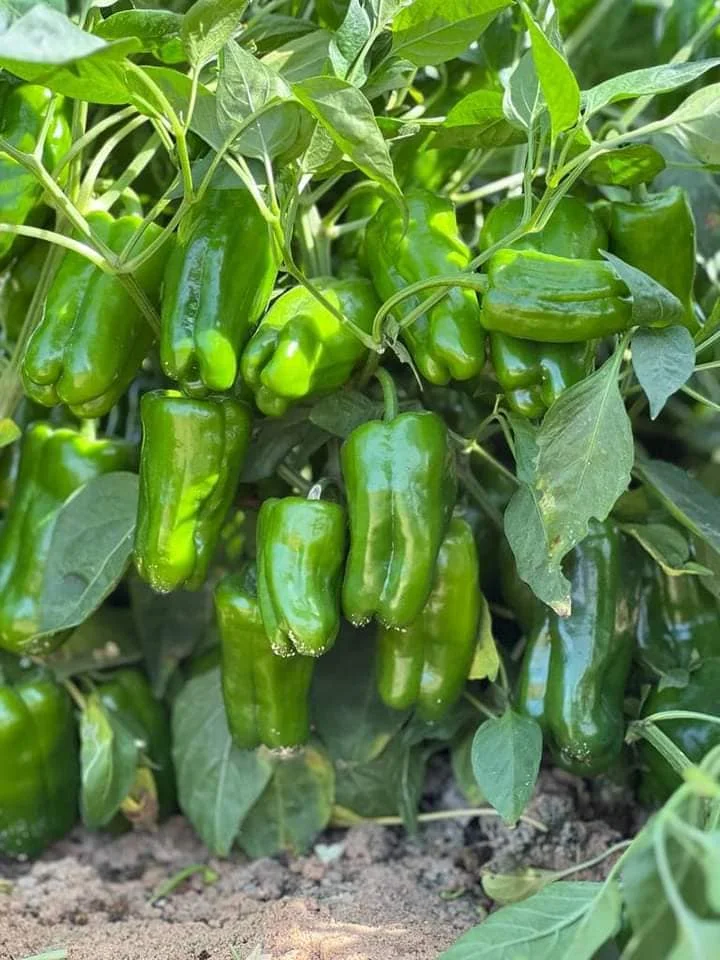 Fresh sweet peppers (red / green / yellow) of high quality from Egypt