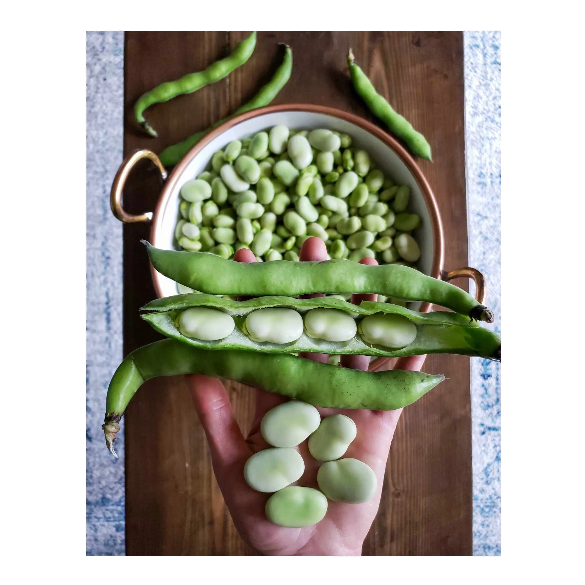 Quality Broad Bean Fava Bean For Export