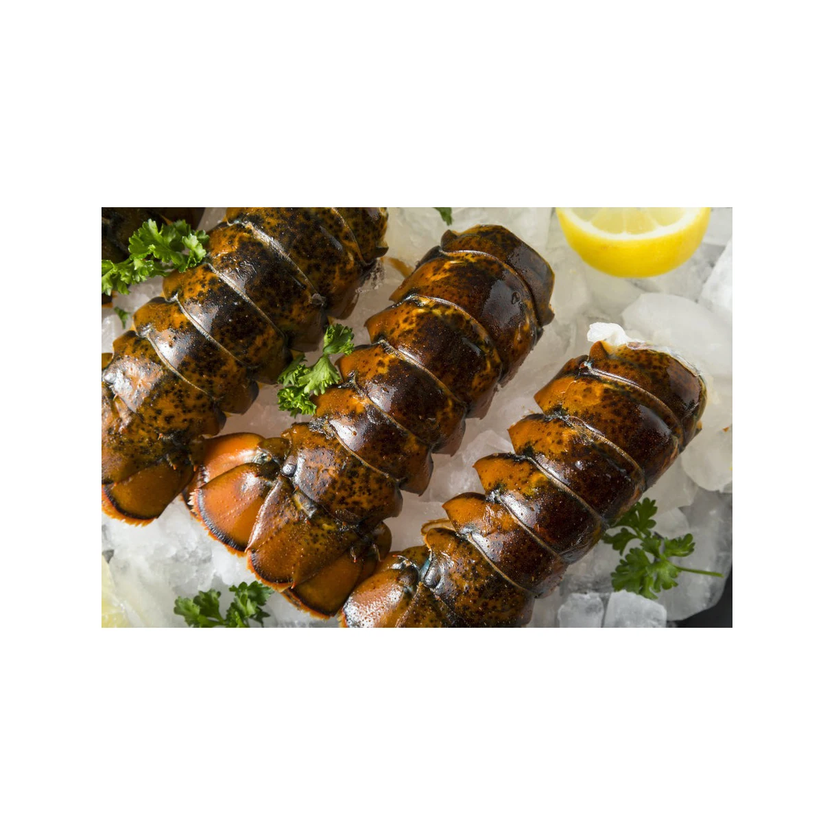 Seafood Fresh and Frozen Lobster Lobster Tails For Sale..