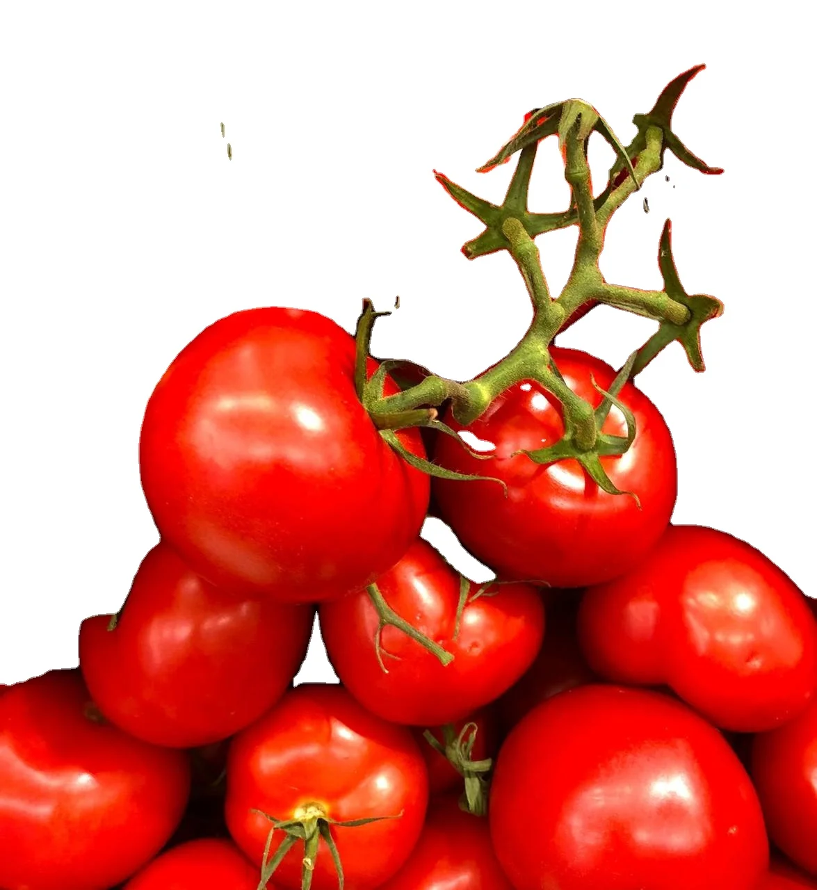 Best Quality Fresh Tomatoes New Season Delicious High Quality Red Tomato suppliers