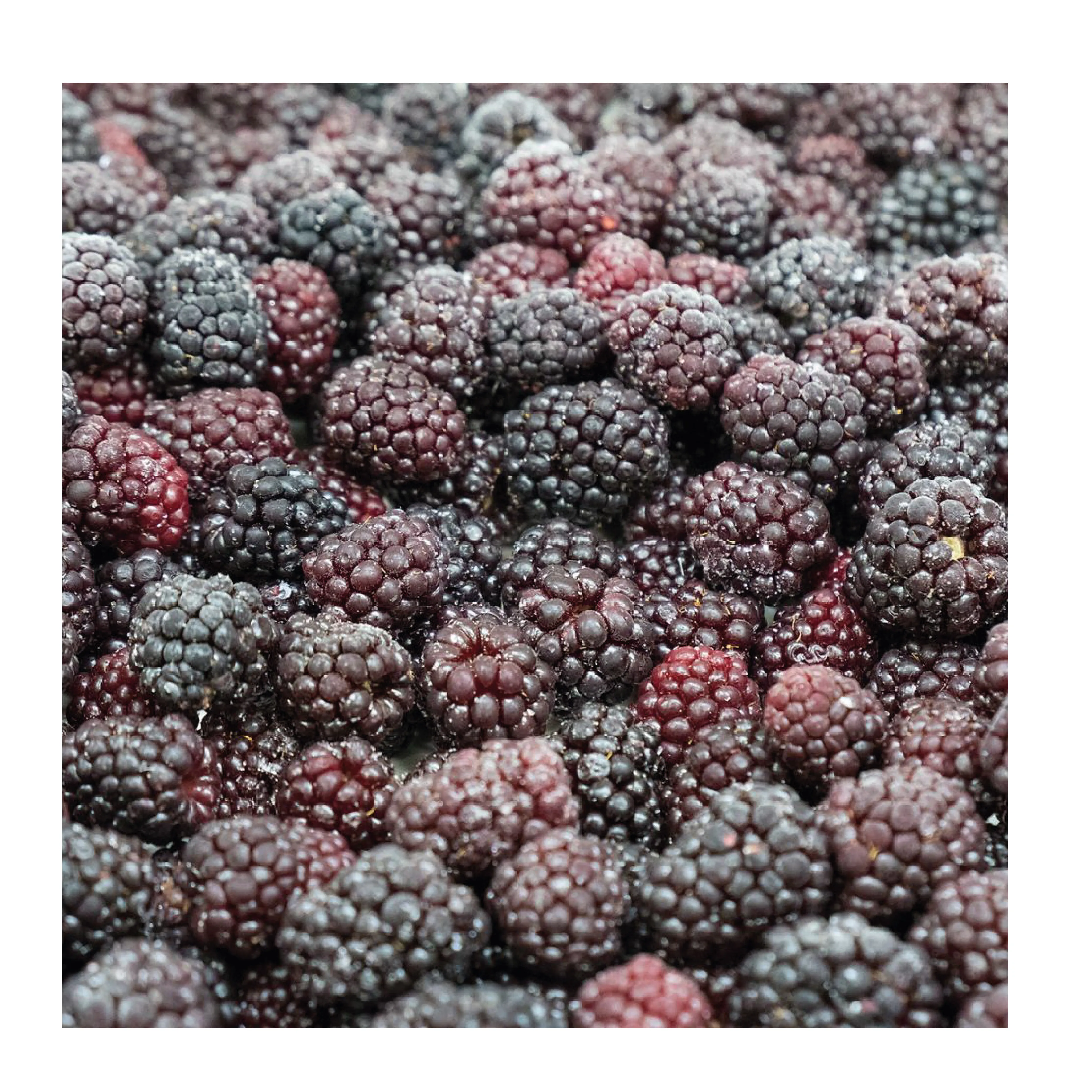 Замороженные дикие черные ягоды кобыл ноздрь, полный и крошечный пестицид бесплатно с лучшим вкусом, Лидер продаж, высокое качество