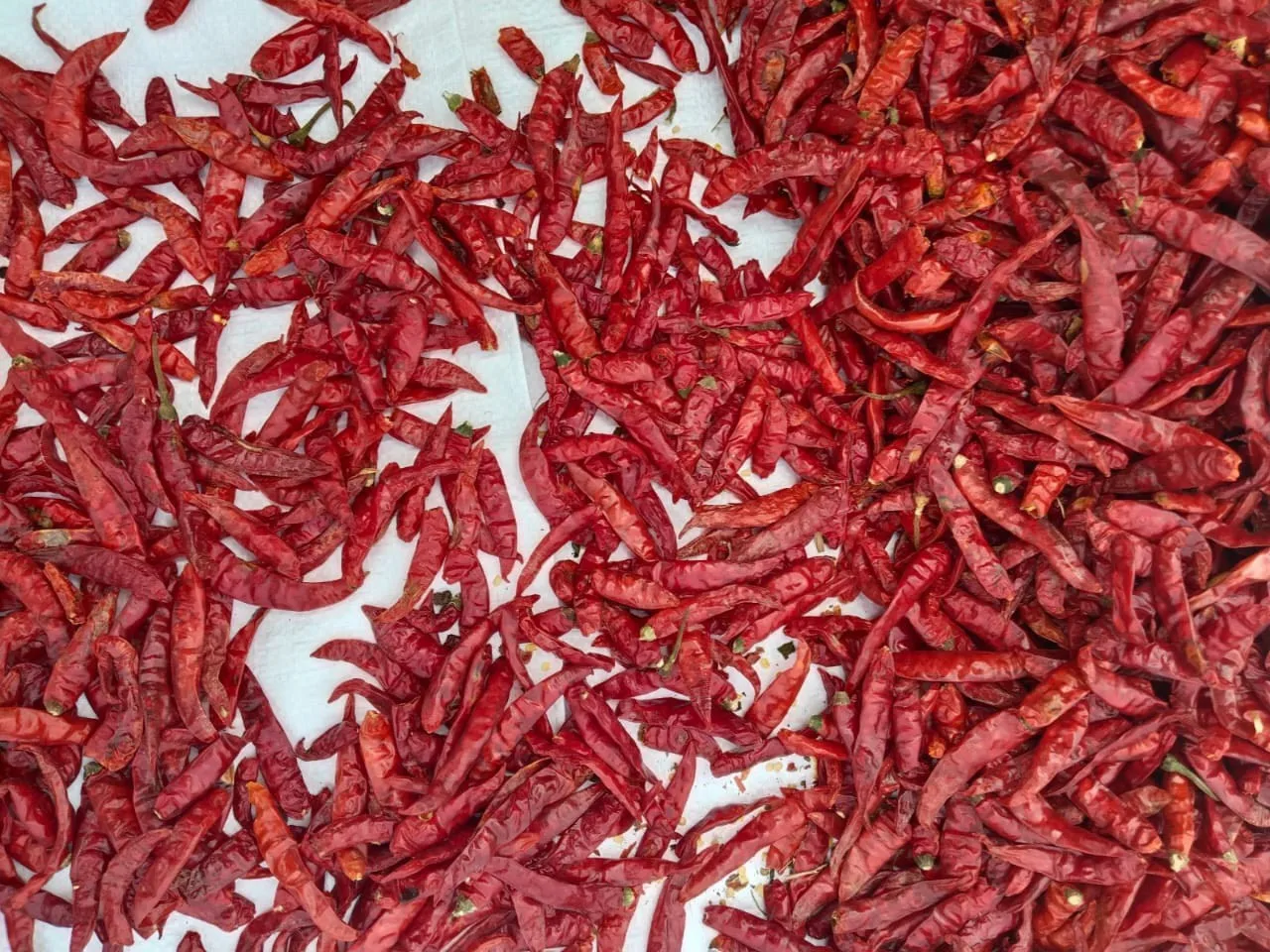 Single Spices and Herbs Fresh / Frozen Spicy Chili (Pepper) - Red Hot chili pepper wholesale