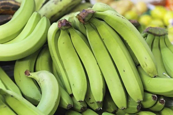 Vietnamese Premium Fresh Cavendish Banana Green Banana for Sale Farm Price